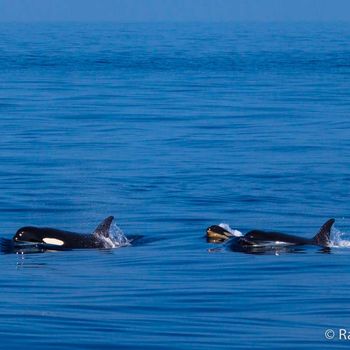 Família d'orques amb nou-nat!