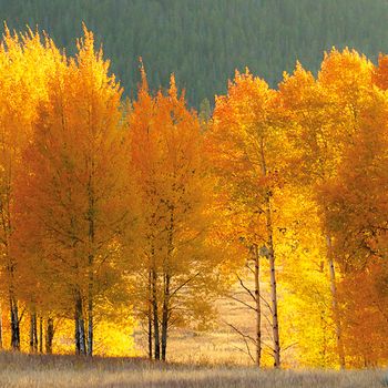 landscape, USA, united states, fall, grand teton national park
