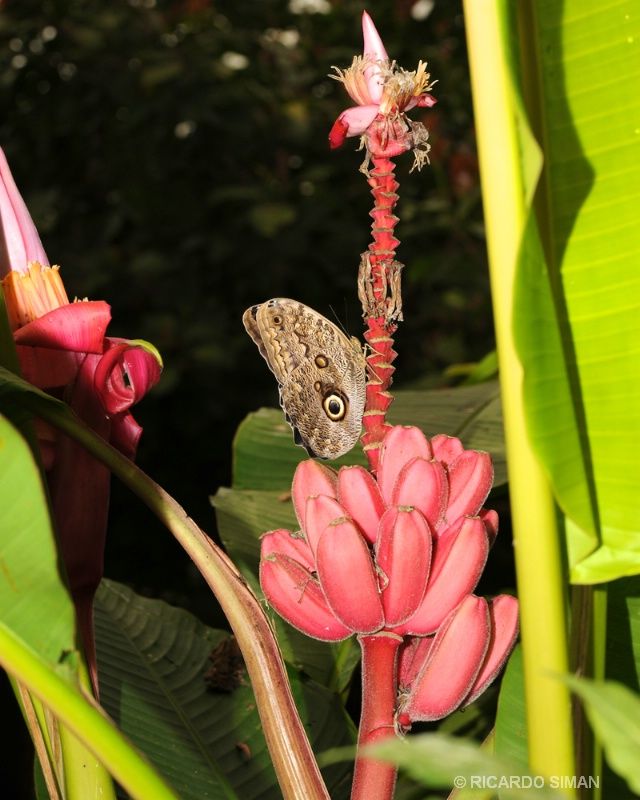 Mariposa en Monteverde