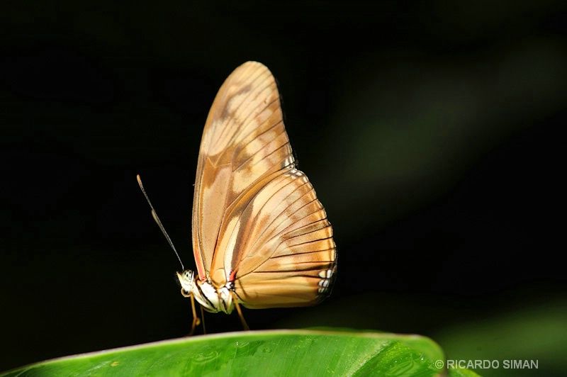 Mariposa en Monteverde