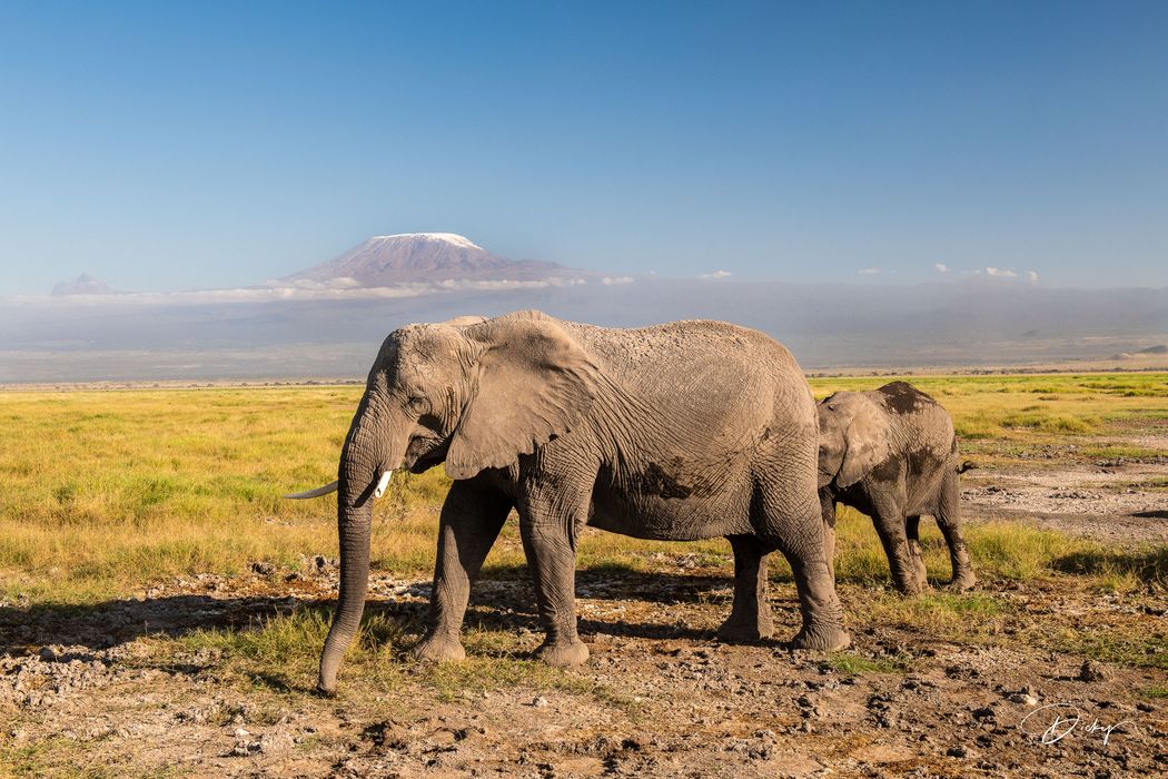 _DSC0185 Africa, Africa V, Ambosseli, Elefante, Kenya, Monte