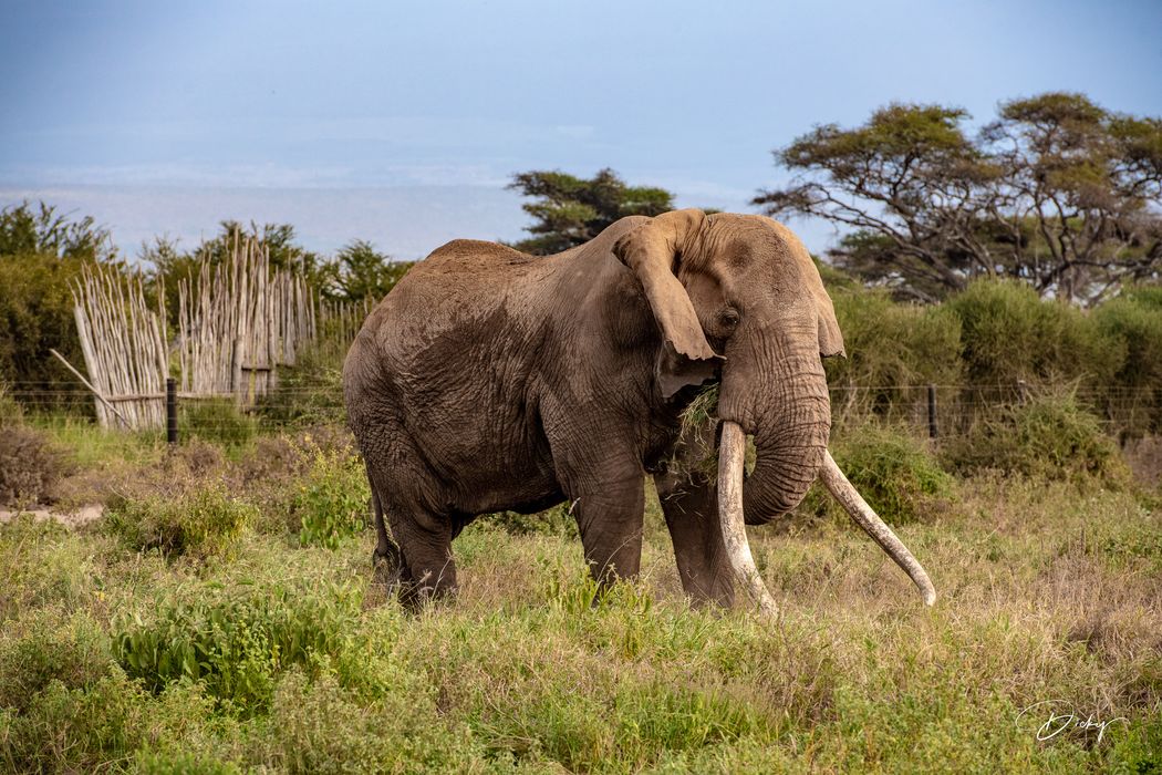 _DSC2550 Africa, Africa V, Ambosseli, Elefante, Kenya.jpg
