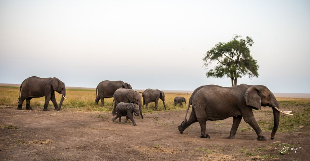 DSC_0426-3 Africa, Africa V, Elefante, Kenya, Masai Mara.jpg