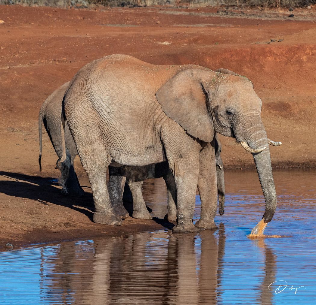 DSC_3558 Africa V, Elefante, Sur Africa.jpg