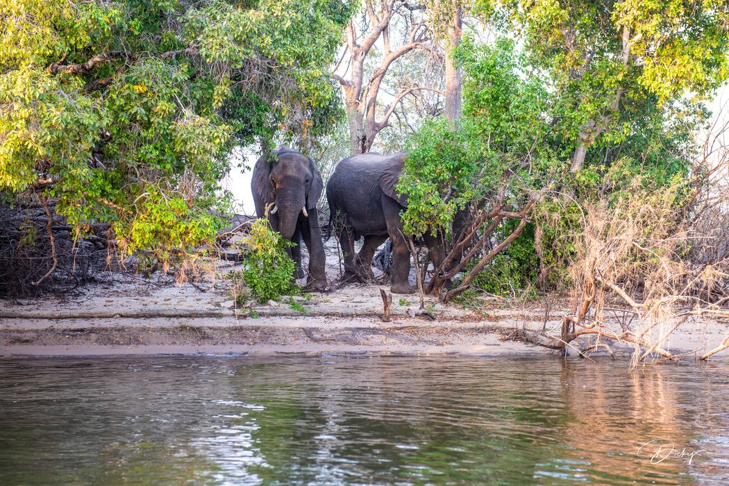 DSC_4386-2 Africa V, Elefante, rio zambezi, Zambia.jpg