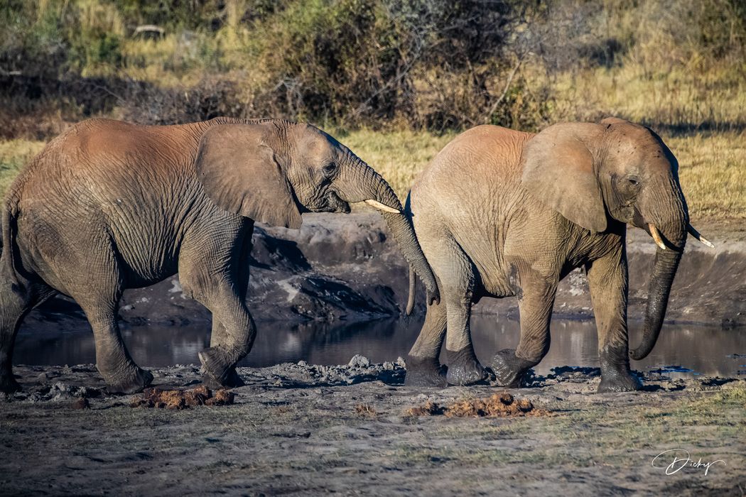 DSC_4685 Africa V, Elefante, Jugando, Sur Africa.jpg