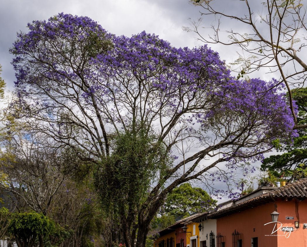 DSC_7793 Antigua Guatemala, Arbol de Jacaranda.jpg