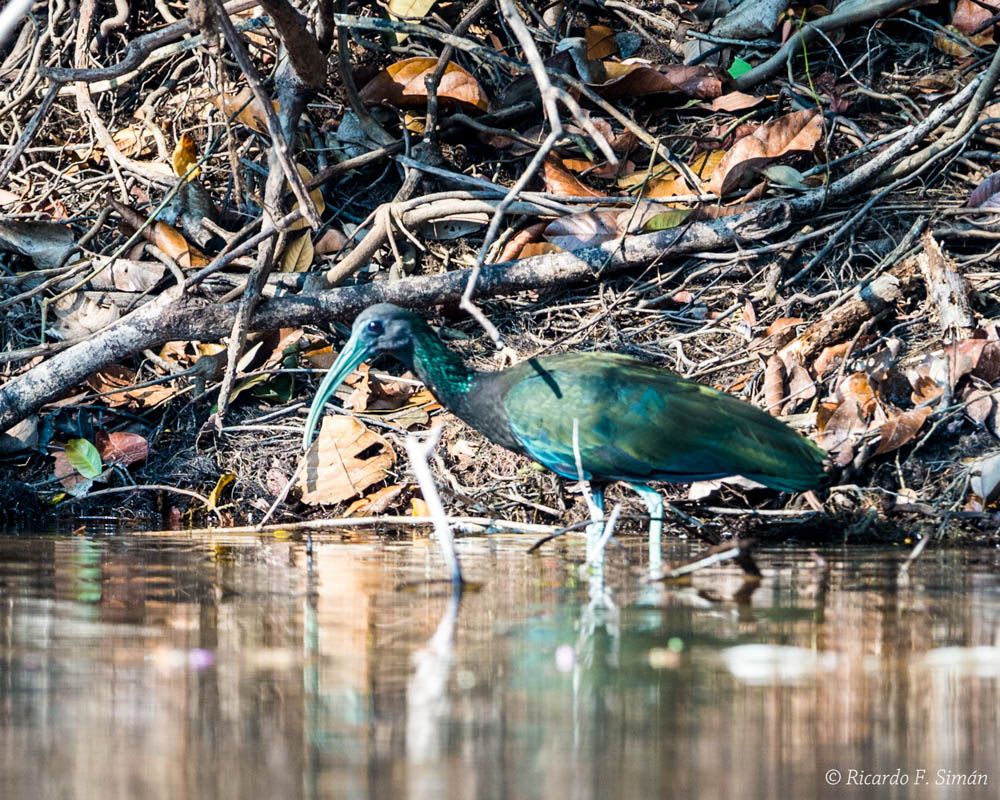 _DSC3284 El ibis verde,Brasil