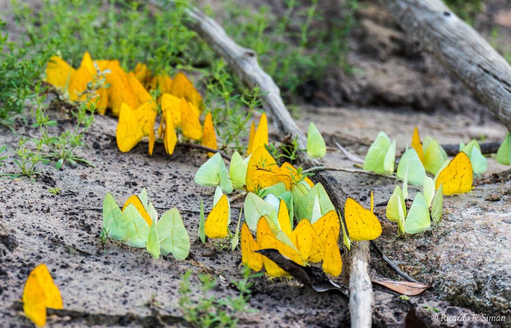 _DSC3610 Mariposas de Azufre, Amarillas y Verdes,Brasil