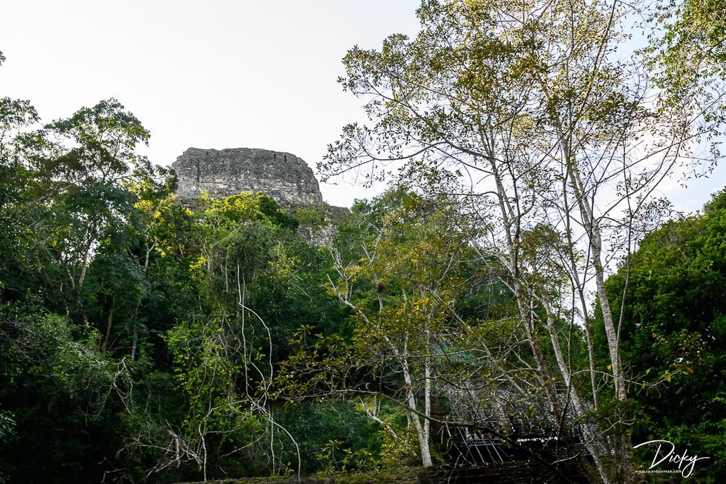 DSC_8404 Templo de la Serpiente Bicefala, Tikal.jpg