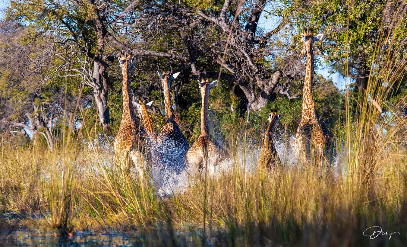 Jirafas, Delta del Okavango, Botsuana