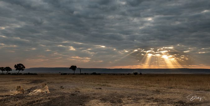 DSC_0292-2 Africa, Africa V, Kenya, leon, Masai Mara, Paisaj