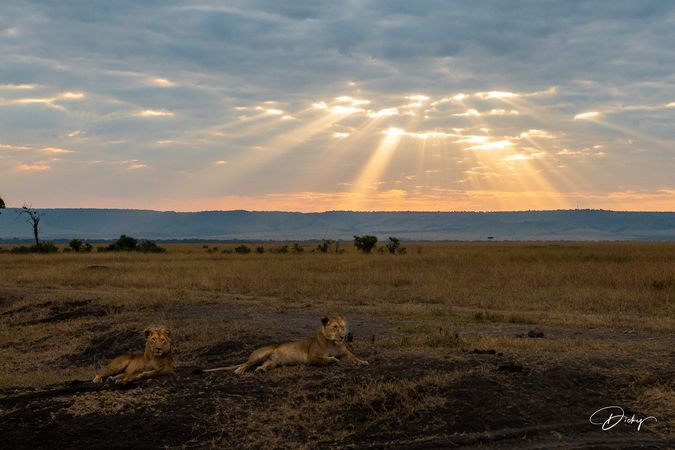 DSC_0319-2-HDR Africa, Africa V, Kenya, leon, Masai Mara, Pa