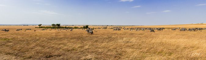 DSC_2268-2-Pano Africa, Africa V, Impala, Kenya, Masai Mara,