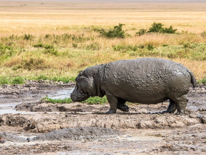 DSC_2902 Africa, Africa V, hipopotamo, Kenya, Masai Mara.jpg