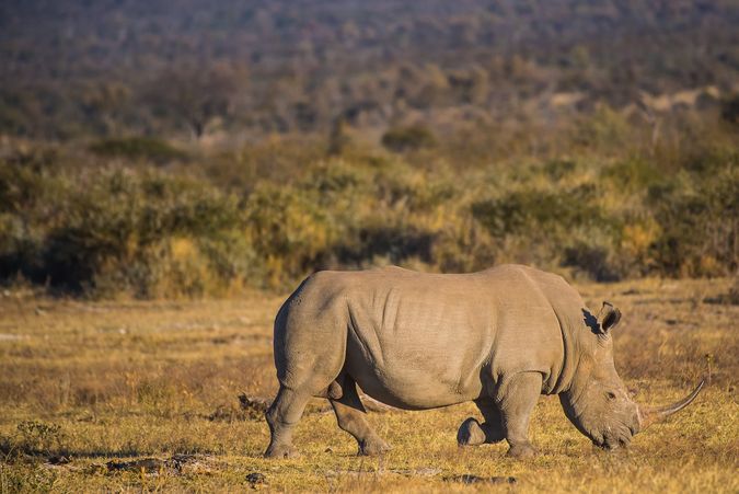 DSC_4620 Africa V, Rinoceronte, Sur Africa.jpg