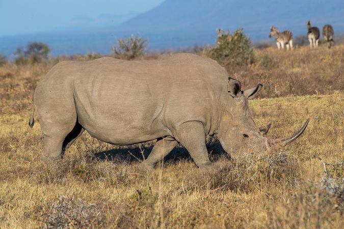 DSC_4623 Africa V, Rinoceronte, Sur Africa.jpg