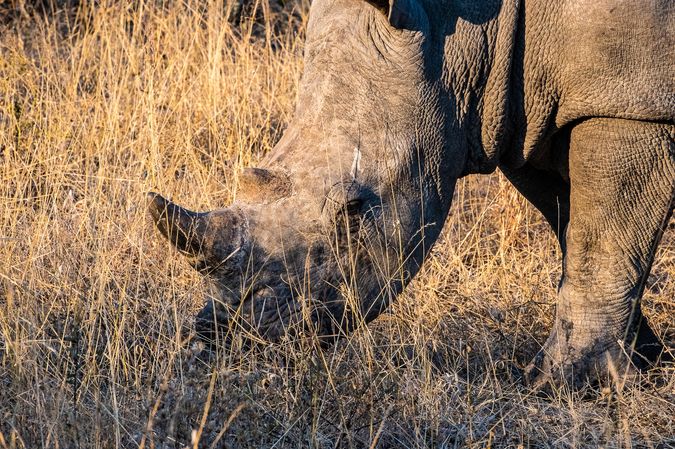 DSC_6458 Africa V, Rinoceronte, Sur Africa.jpg