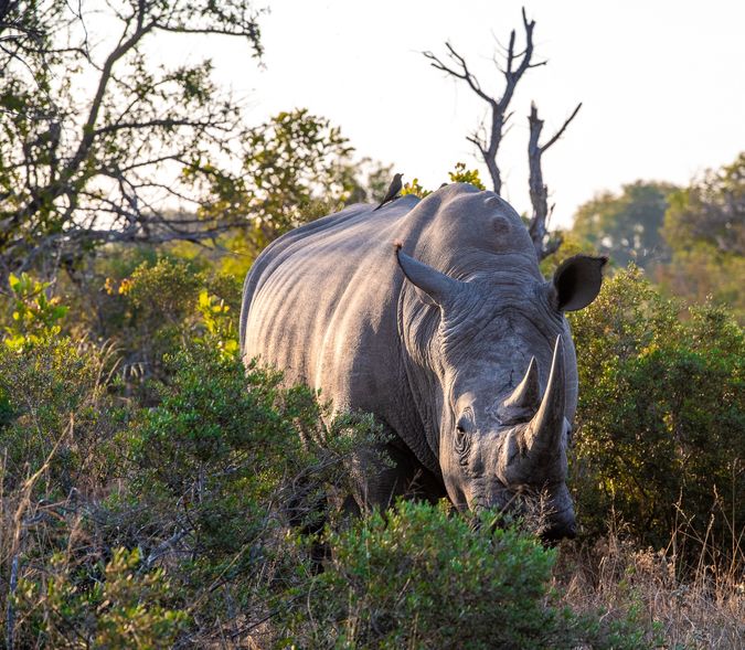 DSC_6473 Africa V, Rinoceronte, Sur Africa.jpg
