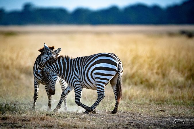 DSC_0534 Africa V, Kenya, Masai Mara, Zebras peleando.jpg