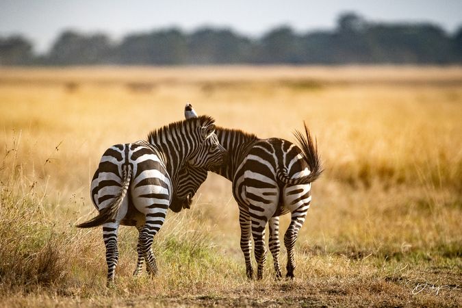 DSC_0539 Africa V, Kenya, Masai Mara, Zebras peleando.jpg