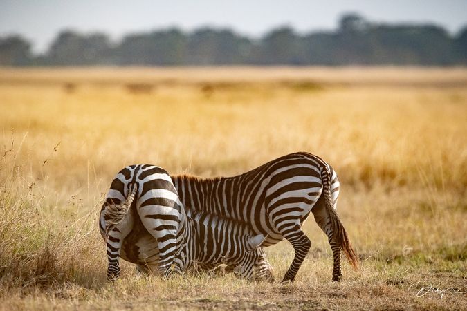 DSC_0542 Africa V, Kenya, Masai Mara, Zebras peleando.jpg