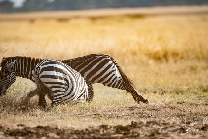 DSC_0544 Africa V, Kenya, Masai Mara, Zebras peleando.jpg