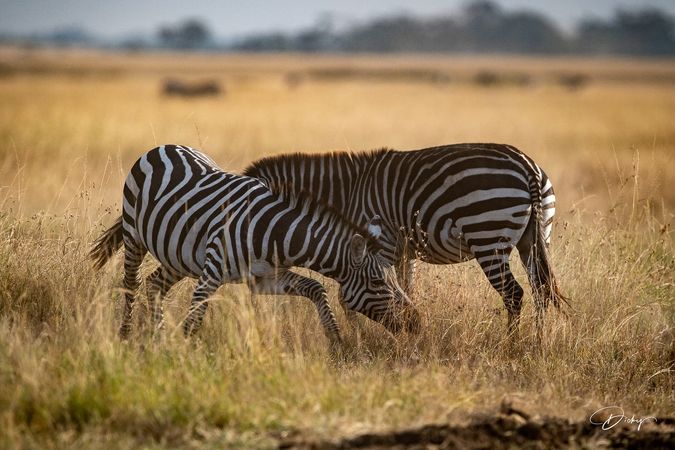 DSC_0558 Africa V, Kenya, Masai Mara, Zebras peleando.jpg