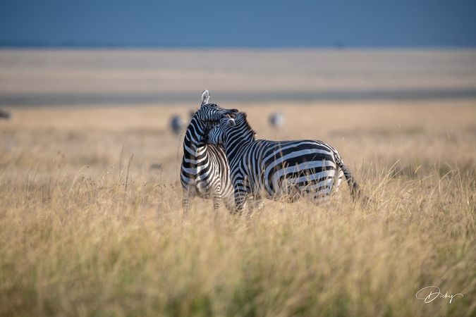 DSC_0576 Africa V, Kenya, Masai Mara, Zebras peleando.jpg