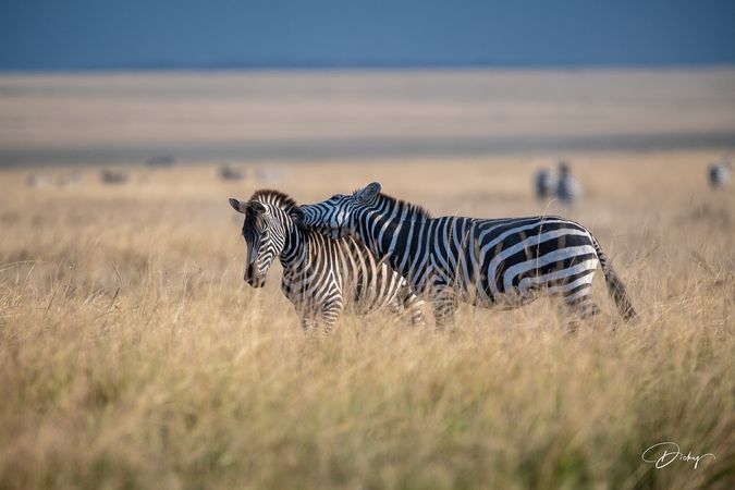 DSC_0583 Africa V, Kenya, Masai Mara, Zebras peleando.jpg