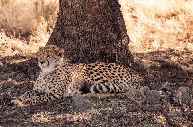 DSC_6967 Africa V, Cheetah, Sur Africa.jpg