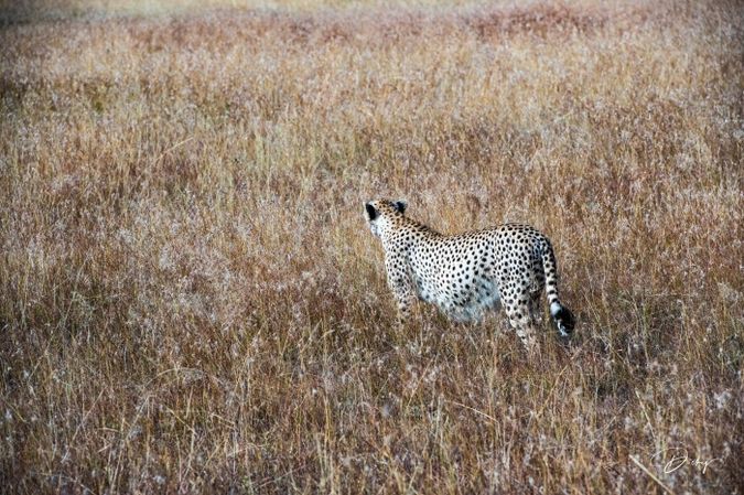DSC_4533-2-2 Africa, Africa V, Cheetah, Kenya, Masai Mara.jp
