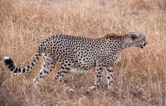 DSC_4525-2 Africa, Africa V, Cheetah, Kenya, Masai Mara.jpg