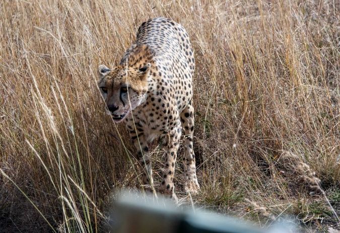 DSC_4463 Africa, Africa V, Cheetah, Kenya, Masai Mara.jpg