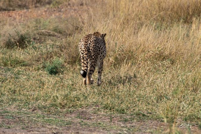 DSC_1863 Africa, Africa V, Cheetah, Kenya, Masai Mara.jpg