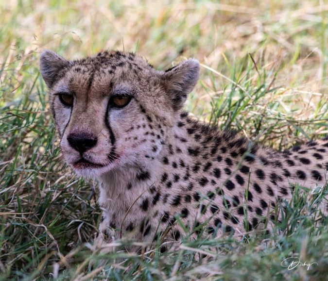 DSC_1765-2 Africa, Africa V, Cheetah, Kenya, Masai Mara.jpg