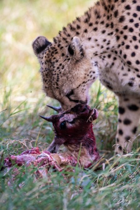 DSC_1702-2 Africa, Africa V, Cheetah, Kenya, Masai Mara.jpg