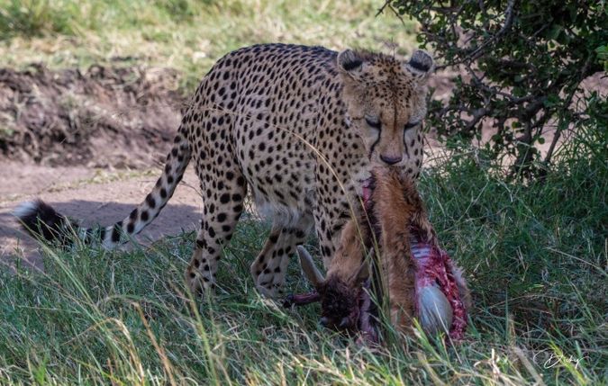 DSC_1820 Africa, Africa V, Cheetah, Kenya, Masai Mara.jpg