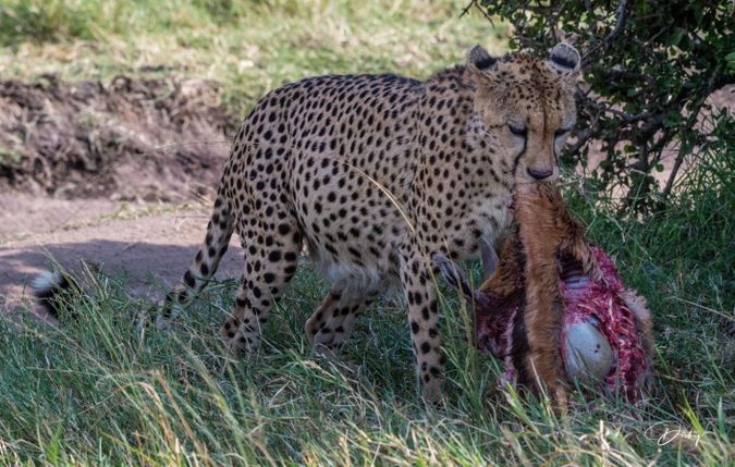 DSC_1815 Africa, Africa V, Cheetah, Kenya, Masai Mara.jpg