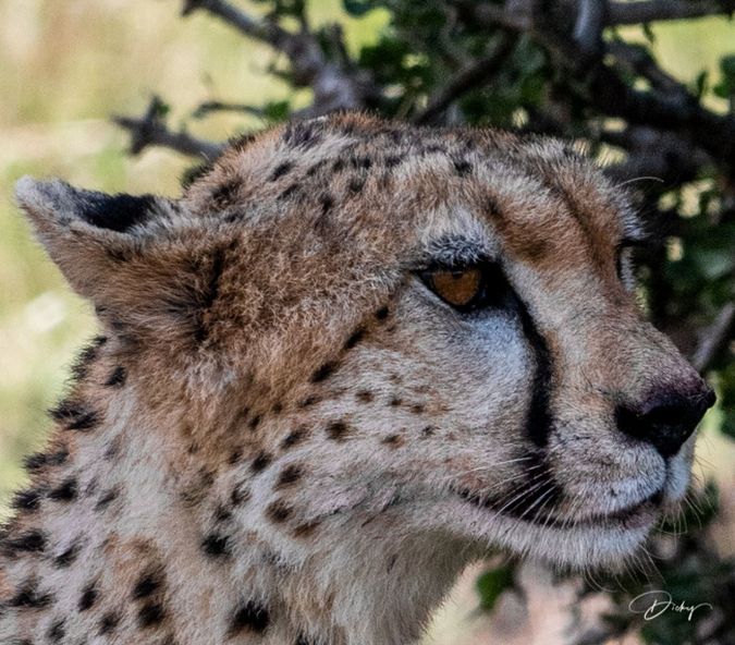 DSC_1737 Africa, Africa V, Cheetah, Kenya, Masai Mara.jpg