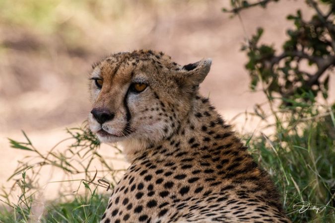 DSC_1533-2 Africa, Africa V, Cheetah, Kenya, Masai Mara.jpg