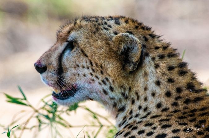 DSC_1466-2 Africa, Africa V, Cheetah, Kenya, Masai Mara.jpg