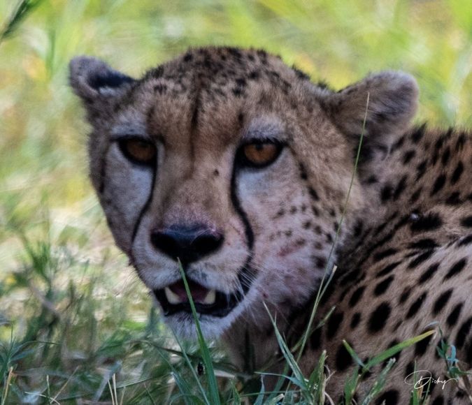 DSC_1620 Africa, Africa V, Cheetah, Kenya, Masai Mara.jpg