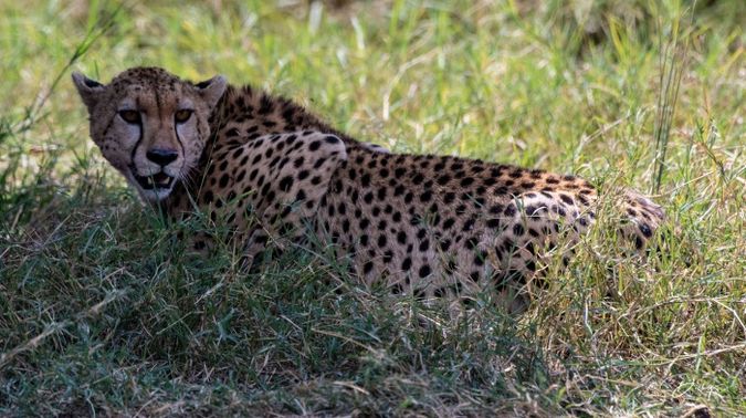 DSC_1596 Africa, Africa V, Cheetah, Kenya, Masai Mara.jpg
