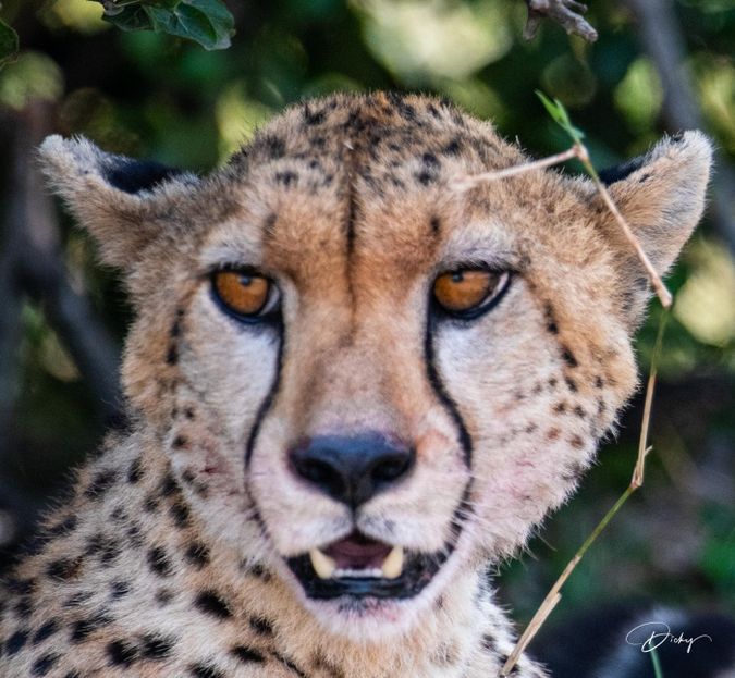 DSC_0930-2 Africa, Africa V, Cheetah, Kenya, Masai Mara.jpg
