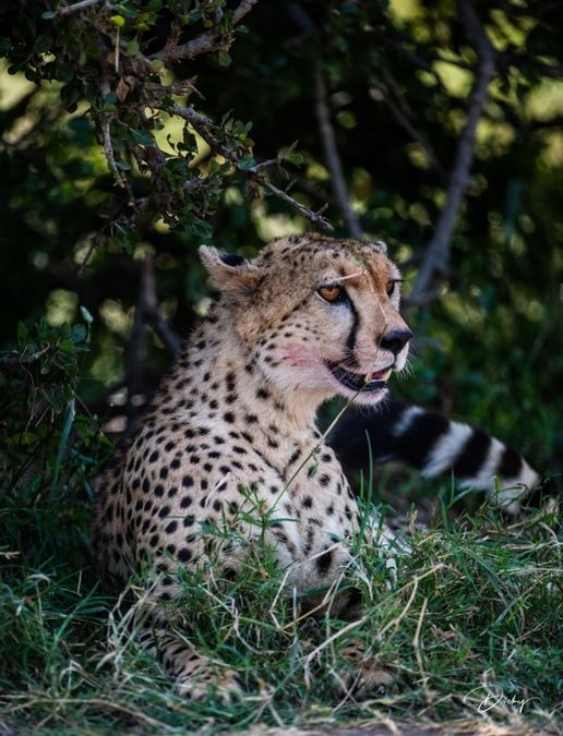 DSC_0924-2 Africa, Africa V, Cheetah, Kenya, Masai Mara.jpg
