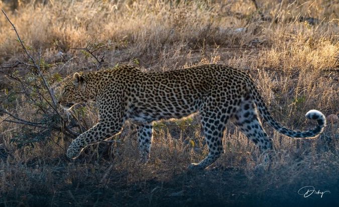 DSC_5217-2 Africa V, Leopardo, Sur Africa.jpg