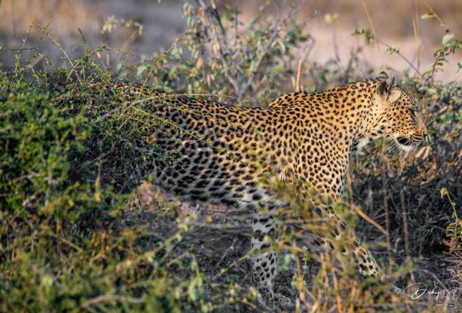 DSC_5240-2 Africa V, Leopardo, Sur Africa.jpg