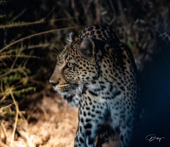 DSC_5957 Africa V, Leopardo, Sur Africa.jpg