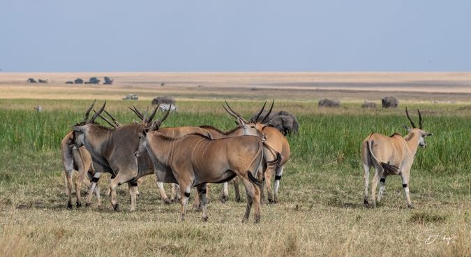 DSC_0109 Africa, Africa V, Antilope, Elai, Kenya, Masai Mara